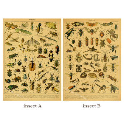 [unframed] Cavallini Butterfly Animal and Botanical Posters Wall Art