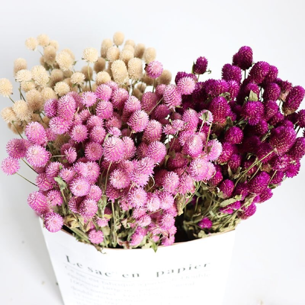 Pink Globe Amaranth, Dried Flowers