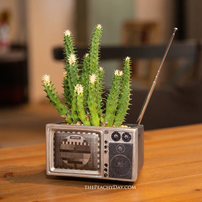 Retro Radio Fake Succulent Planter