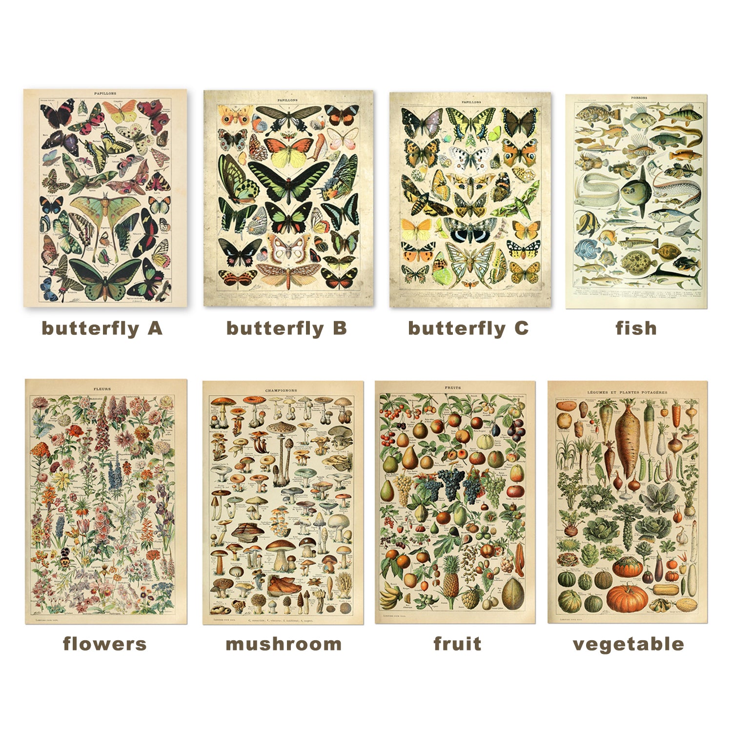 Cavallini Decorative Paper Papillons butterfly Vintage wall art nostalgic poster animal flowers vegetable botanical specimen