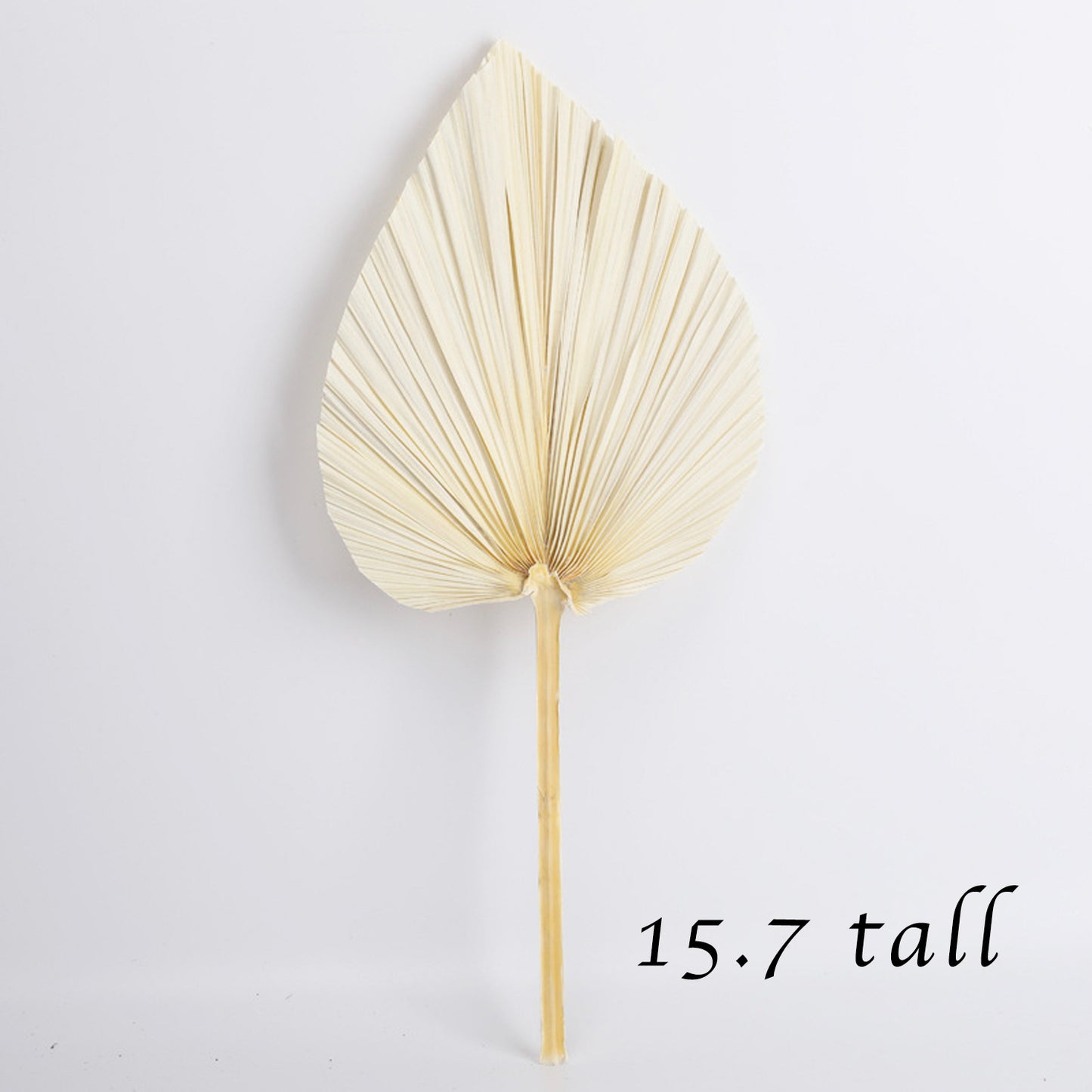 15.7" Bleached Dried Palm Leaves