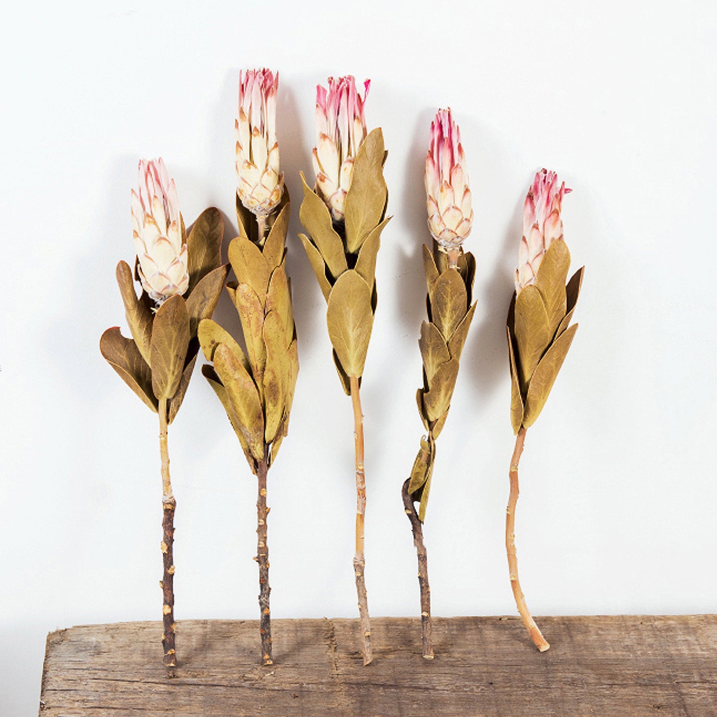 15" Dried Protea Repens