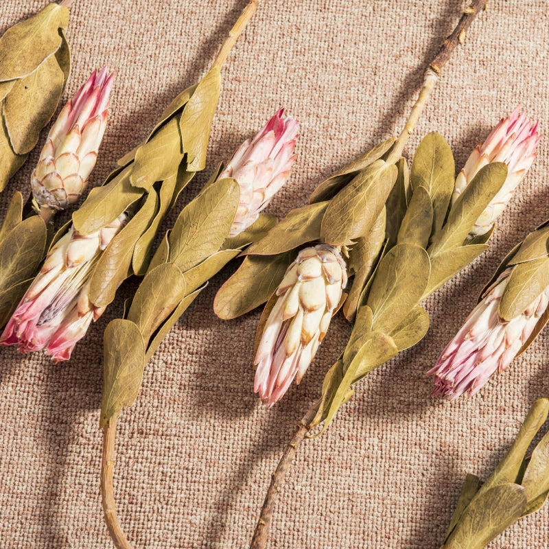 15" Dried Protea Repens