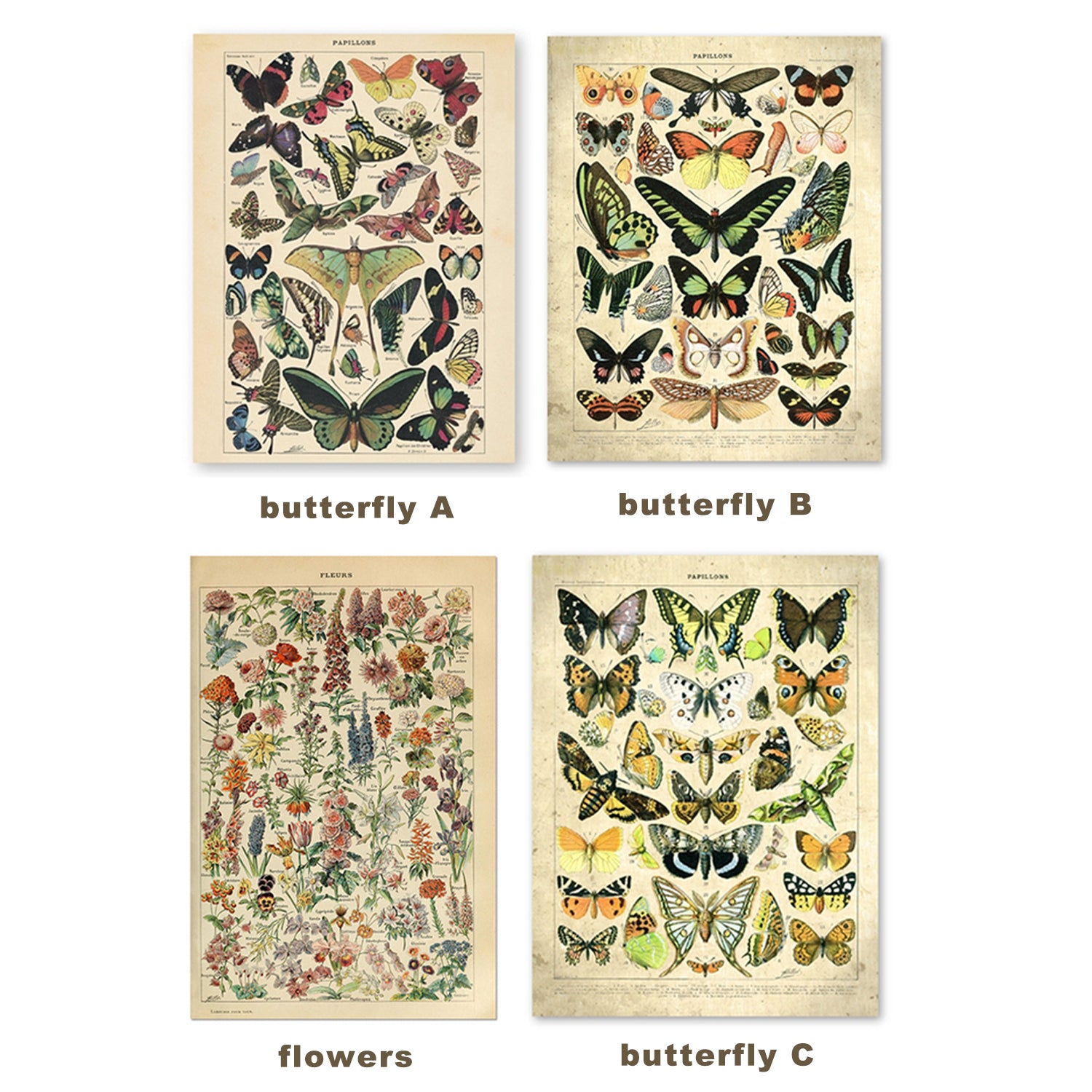 Cavallini Decorative Paper Papillons butterfly Vintage wall art nostalgic poster animal flowers vegetable botanical specimen