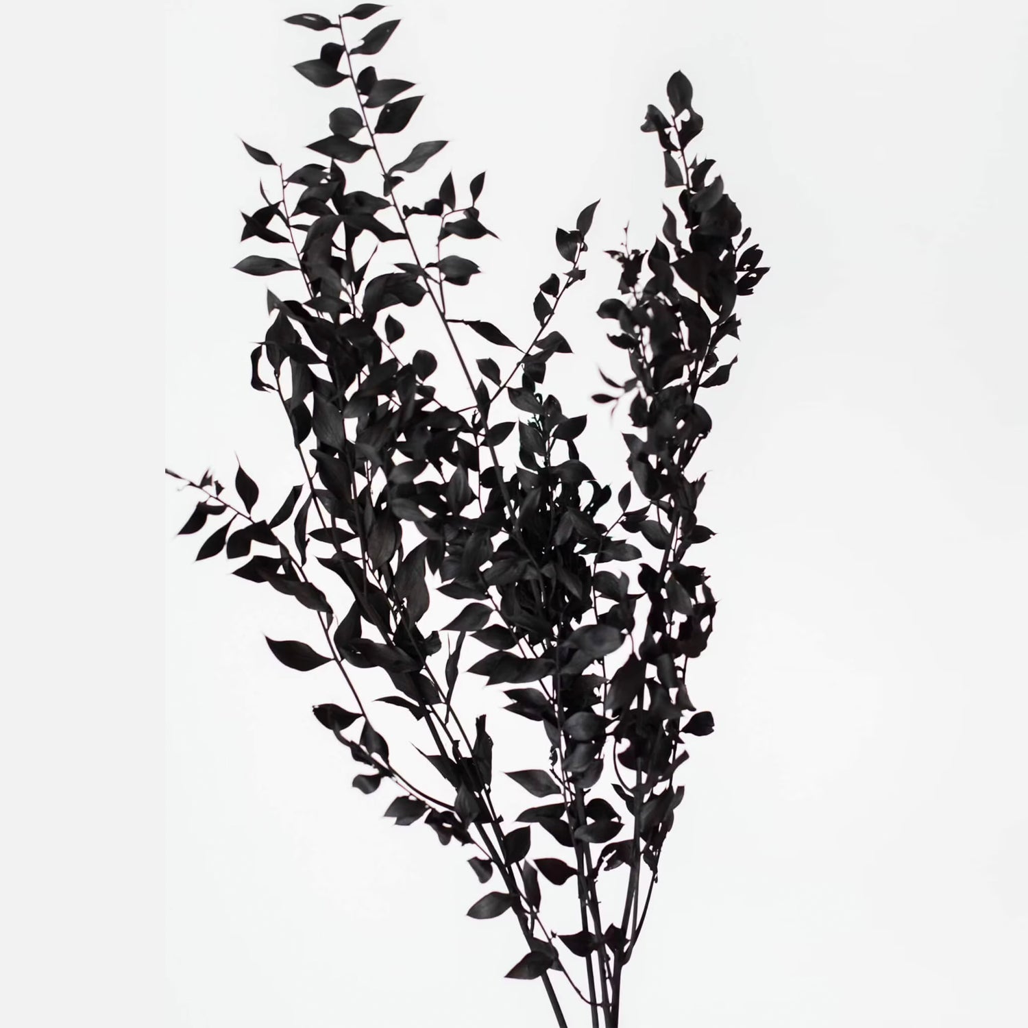 Black Dried Ruscus Leaves Branch boho gothic flowers home decorations