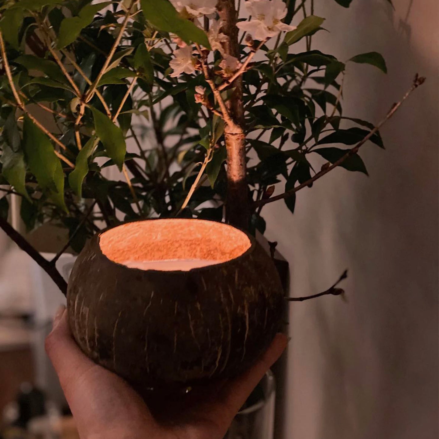 Empty Coconut Shell for Homemade Candle