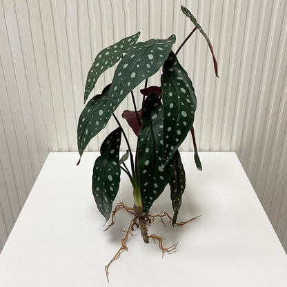 Artificial Angel Wing Begonia Leaf Plant
