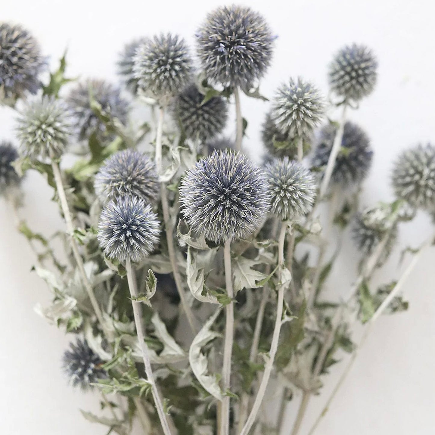 Blue Dried Echinops Globe Thistles | 6 Colors