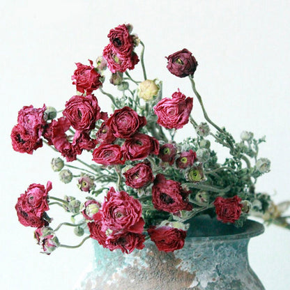 Bundle of 8 Dried Rose Stems | 5 Colors