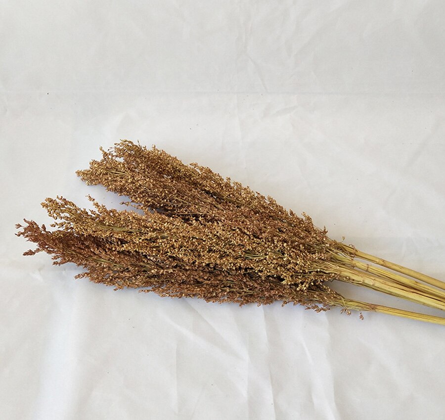 Bundle of 5 Dried Sorghum Grass | 7 Colors