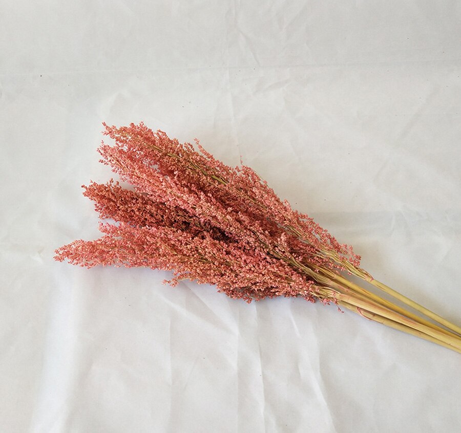 Bundle of 5 Dried Sorghum Grass | 7 Colors