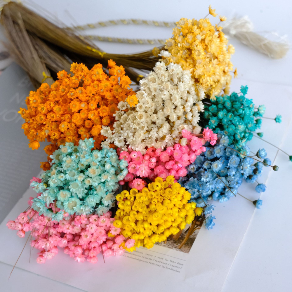 Bundle of 30 Natural Dried Star Flowers | 7 Colors