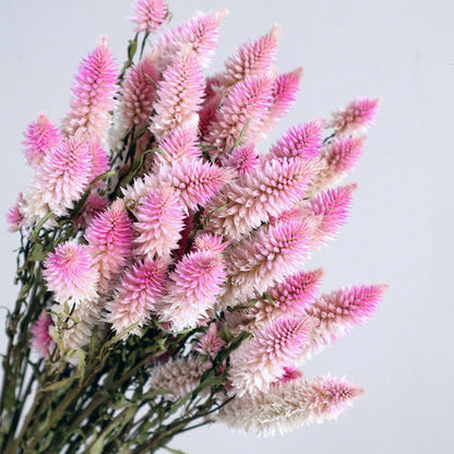 Bundle of 10 Pink Dried Phalaris Grass