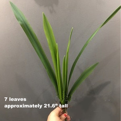 Artificial Orchid Leaves