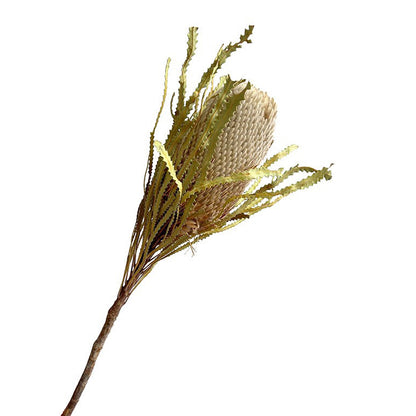 Dried Banksia Stem