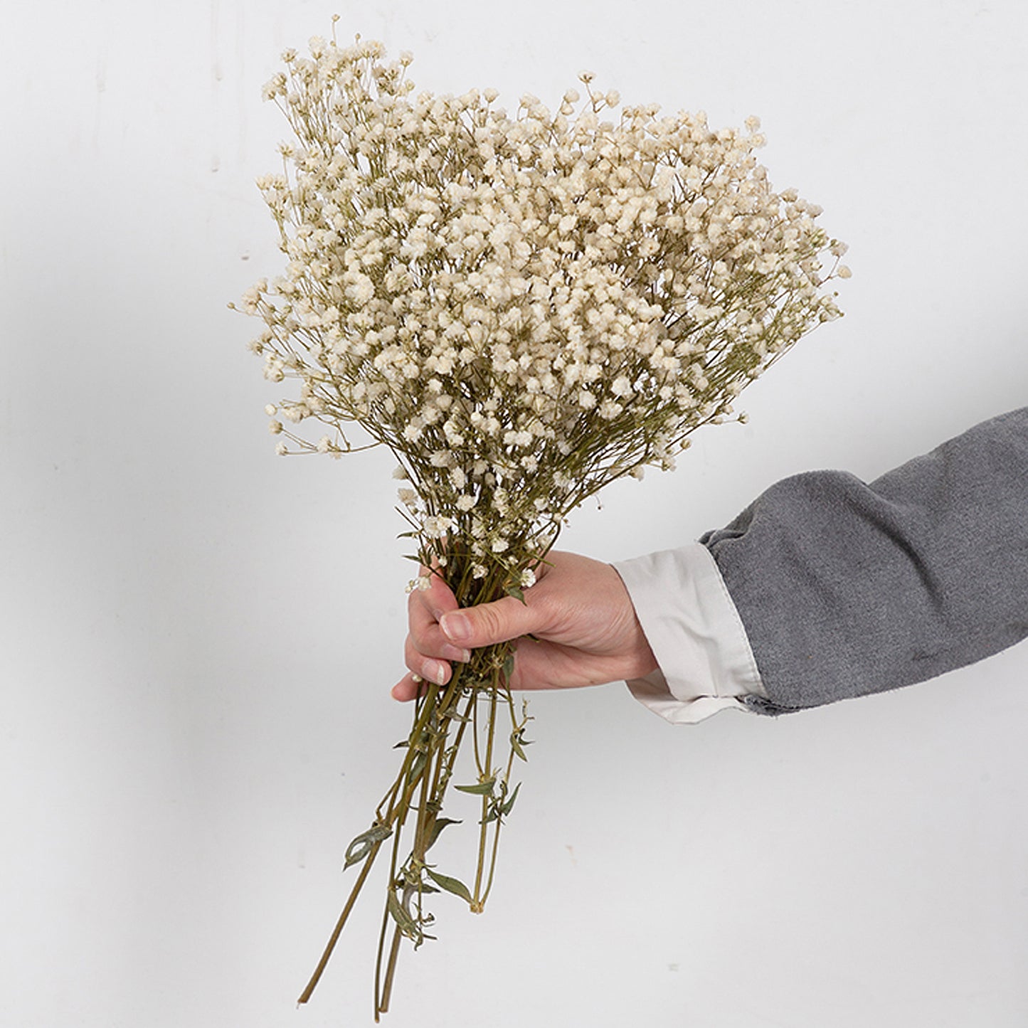Dried Baby's Breath Dry Flowers Natural Gypsophila Stems – the Peachy Day