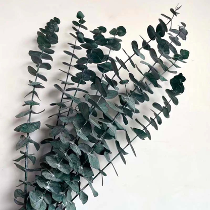 Bundle of 10 Green Preserved Spiral Eucalyptus