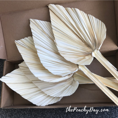 15.7" Bleached Dried Palm Leaves