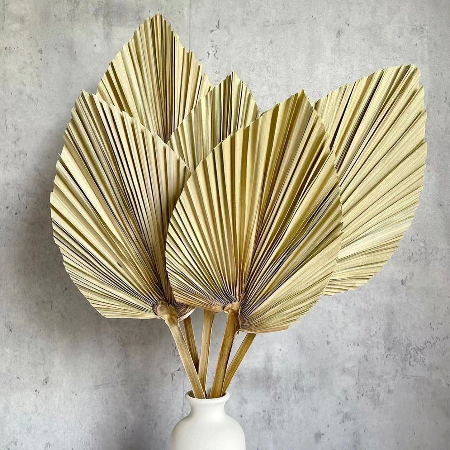 15.7" Natural Dried Palm Leaves