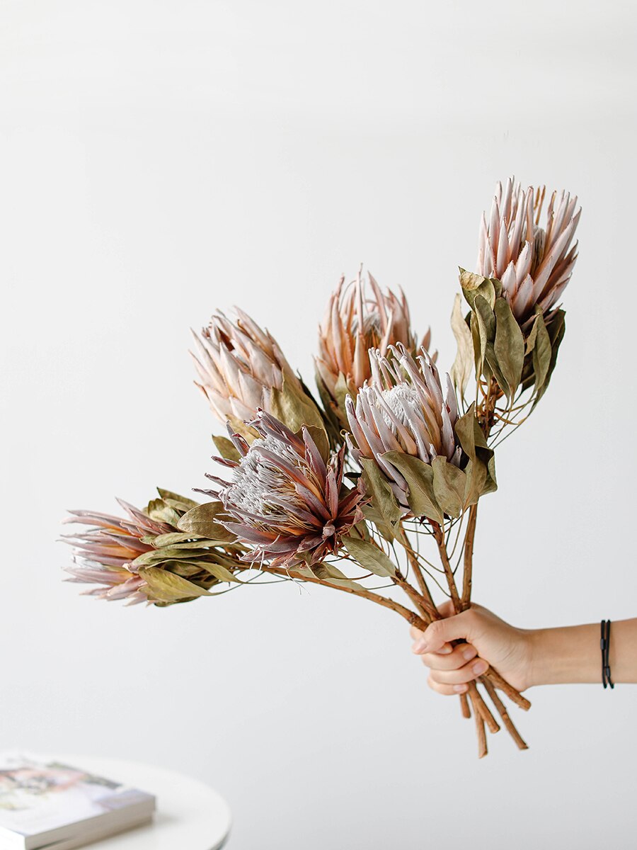 2 Stems Natural Dried Protea Flowers | 2 Colors