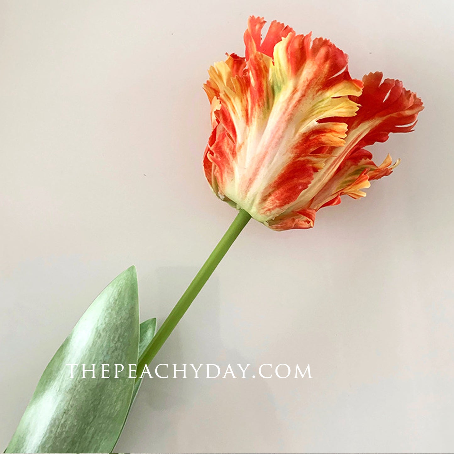 5 Stems Tie Dye Parrot Tulips 26.7" | 6 Colors