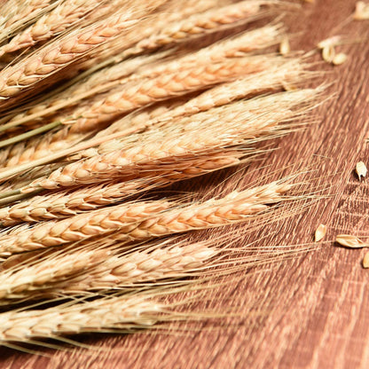 21.6" Bundle of 50 Dried Wheat Stalks