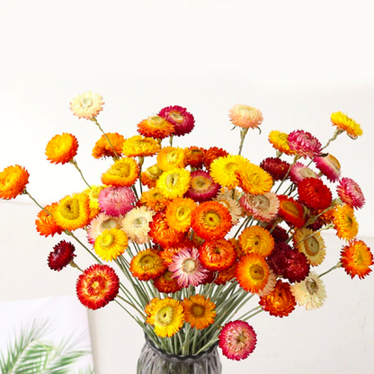 Bundle of 10 Dried Daisy Flowers | 3 Colors